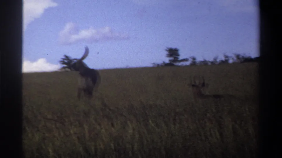 1969 Lagos, Nigeria home-movie frame showing two horned animals in tall grass, with soft focus and dark 8mm frame edges.