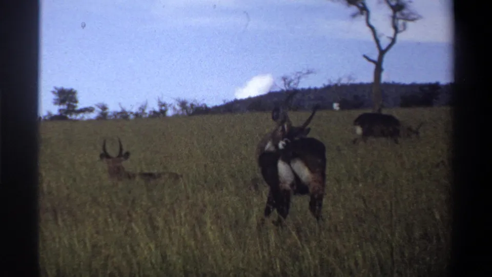 1969 Lagos, Nigeria home-movie frame with several horned animals grazing in tall grass near a bare tree and distant low hill.