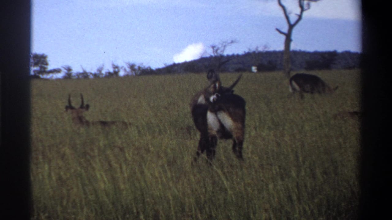 1969 Lagos, Nigeria 8mm frame showing horned antelope-like animals in tall green grass beneath a blue sky.