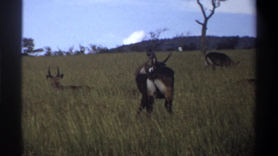 1969 Lagos, Nigeria 8mm frame showing horned antelope-like animals in tall green grass beneath a blue sky.