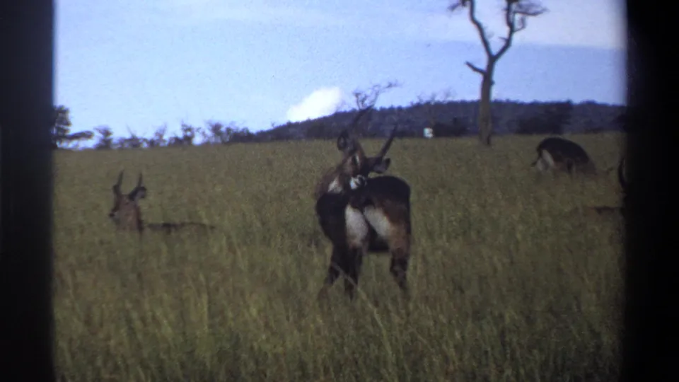 1969 Lagos, Nigeria 8mm frame with antelope-like animals spread across tall savanna grass near a bare tree.
