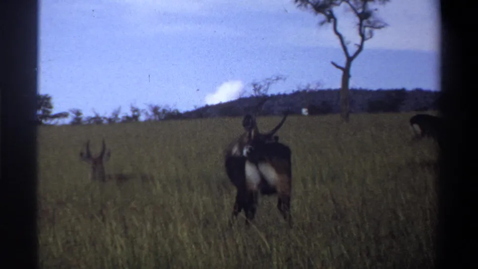 1969 Lagos, Nigeria 8mm frame showing antelope-like wildlife partially hidden by long grass in open country.