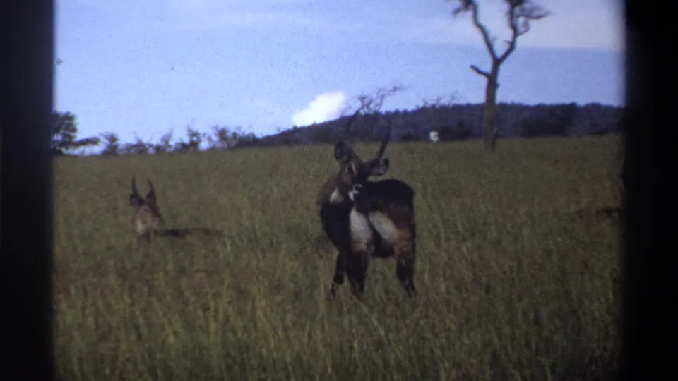 1969 Lagos, Nigeria 8mm frame of antelope-like animals in tall grass with a bare tree and ridge behind them.