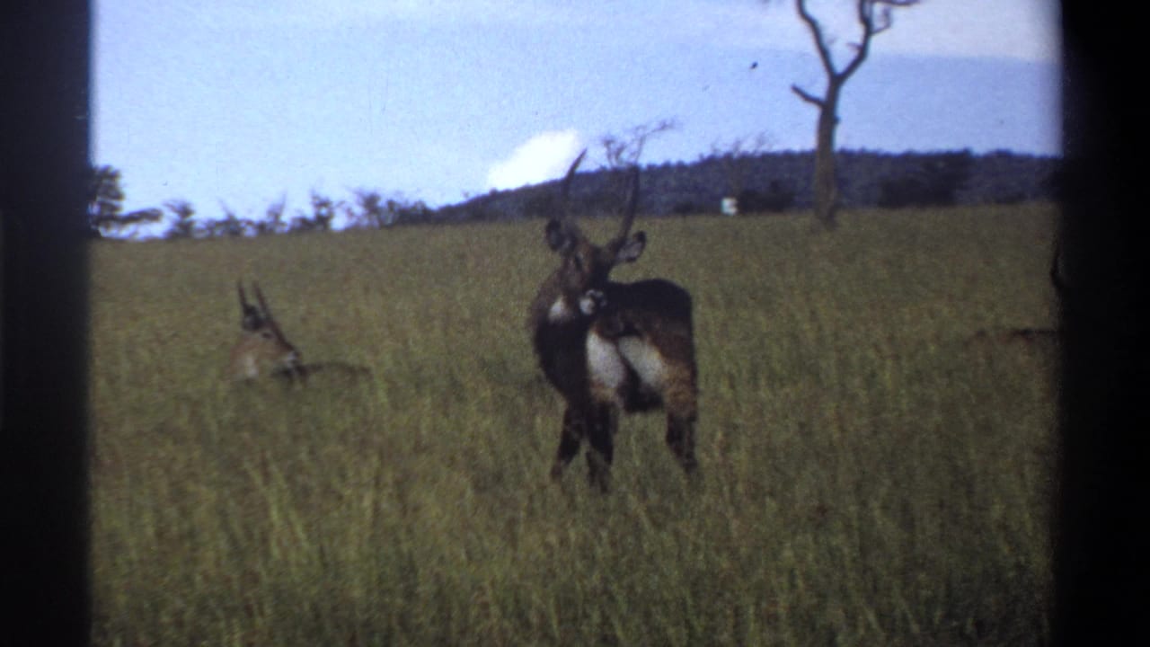 Horned antelope standing in tall grass with another antelope resting behind it.