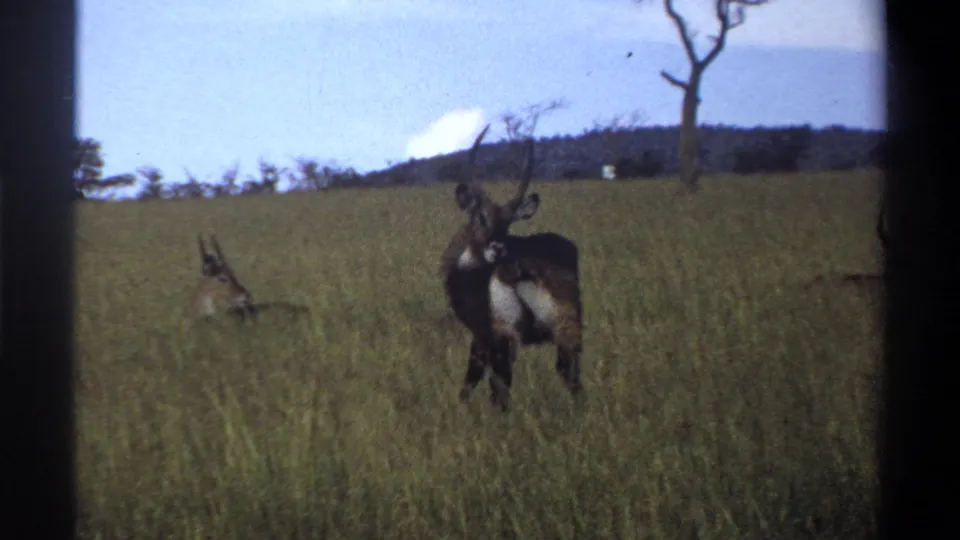 1969 Lagos, Nigeria 8mm frame showing a horned waterbuck-like antelope in tall savanna grass with another antelope in the background.