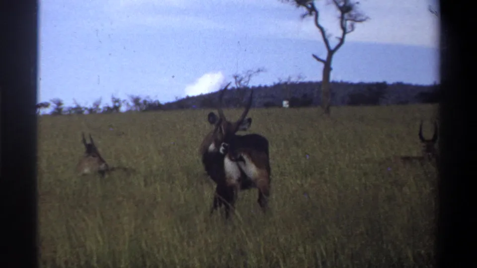 1969 Lagos, Nigeria 8mm frame of a waterbuck-like antelope facing the camera in tall grass, with a bare tree and distant ridge behind.