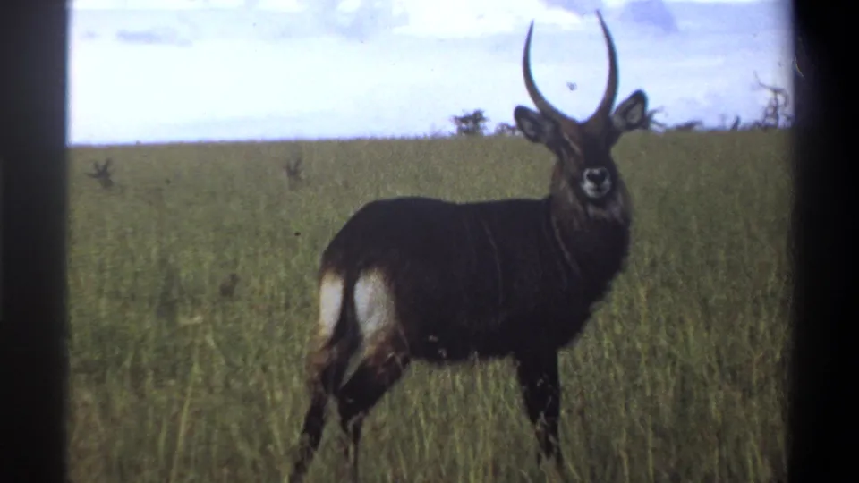 1969 Lagos, Nigeria 8mm frame showing a side view of a dark-coated waterbuck-like antelope with long curved horns in grassland.