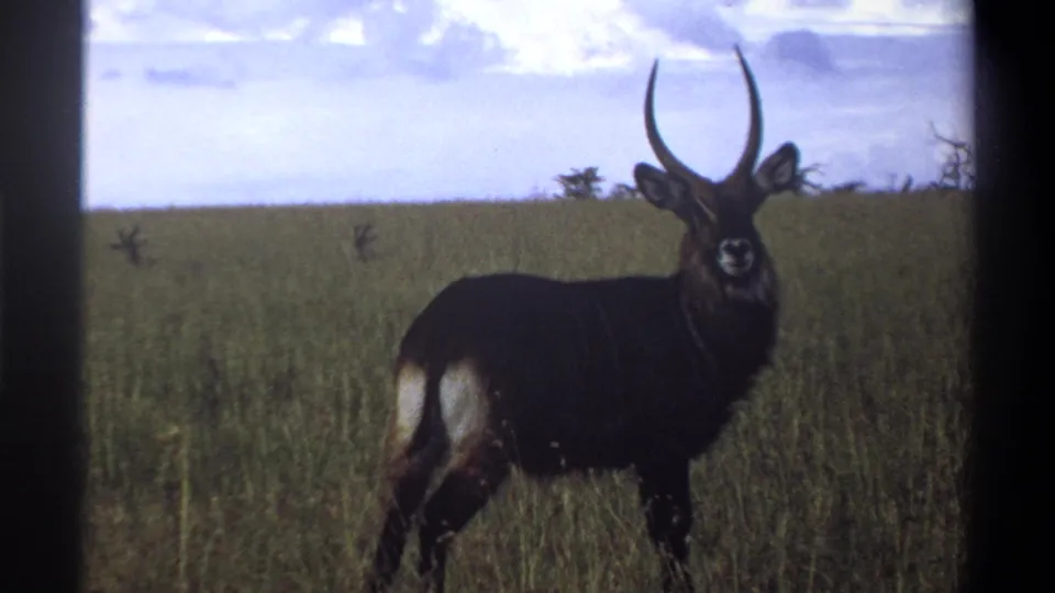 1969 Lagos, Nigeria 8mm frame of a waterbuck-like antelope standing in tall grass against an open horizon and pale sky.