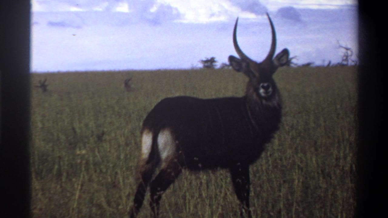 1969 Lagos, Nigeria 8mm frame showing a waterbuck standing alert in savanna grass with distant scrub behind it.
