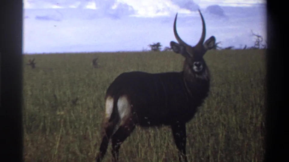 1969 Lagos, Nigeria 8mm frame showing a waterbuck standing alert in savanna grass with distant scrub behind it.