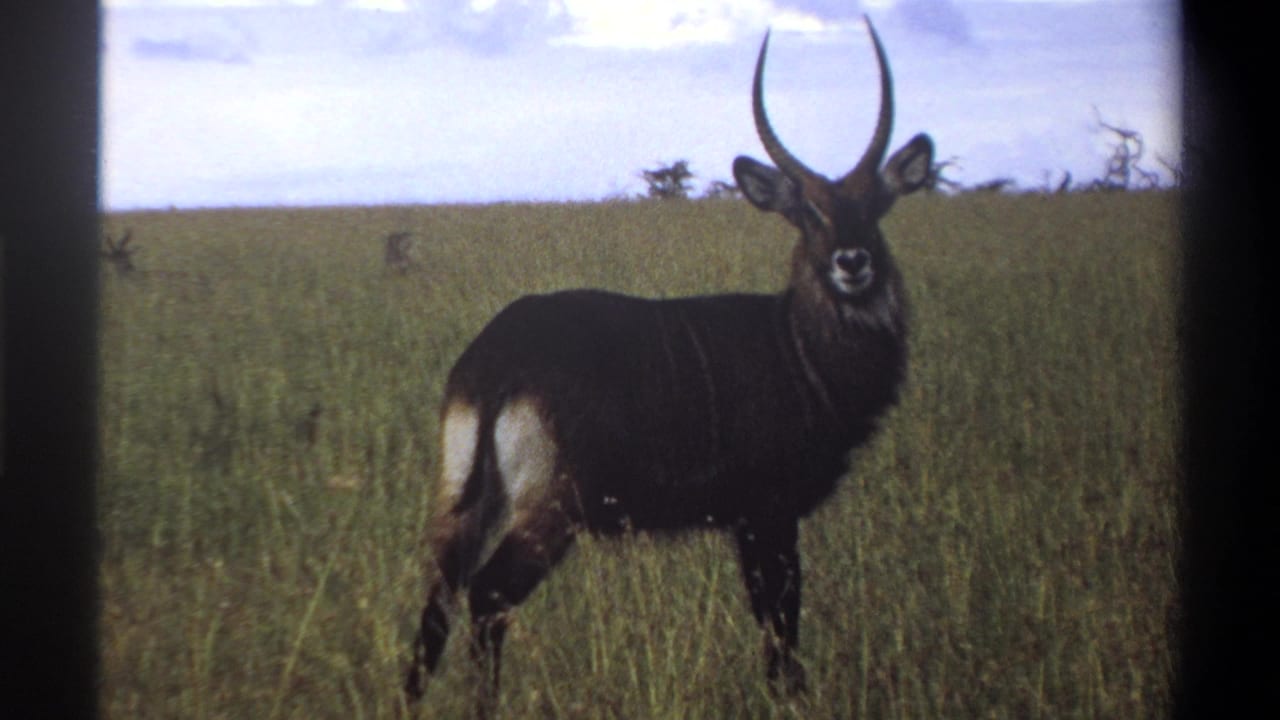 Waterbuck in grassland facing the camera, framed by dark film borders.
