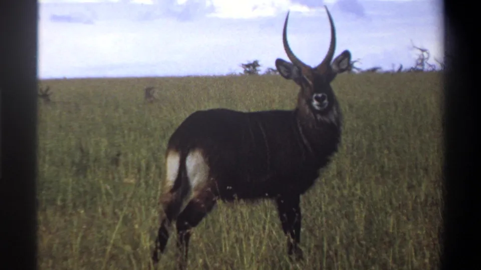 1969 Lagos, Nigeria home-movie frame of a horned waterbuck standing in grassland, with soft focus and visible film borders.