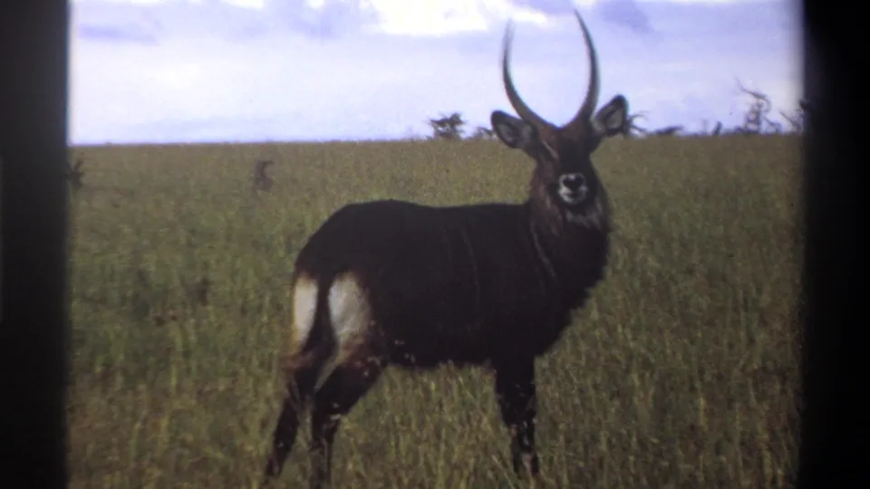 1969 Lagos, Nigeria 8mm frame showing a waterbuck in tall green grass, its body side-on and head turned toward the camera.