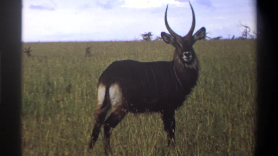 1969 Lagos, Nigeria 8mm frame of a waterbuck standing alert in savanna grass beneath a bright cloudy sky.