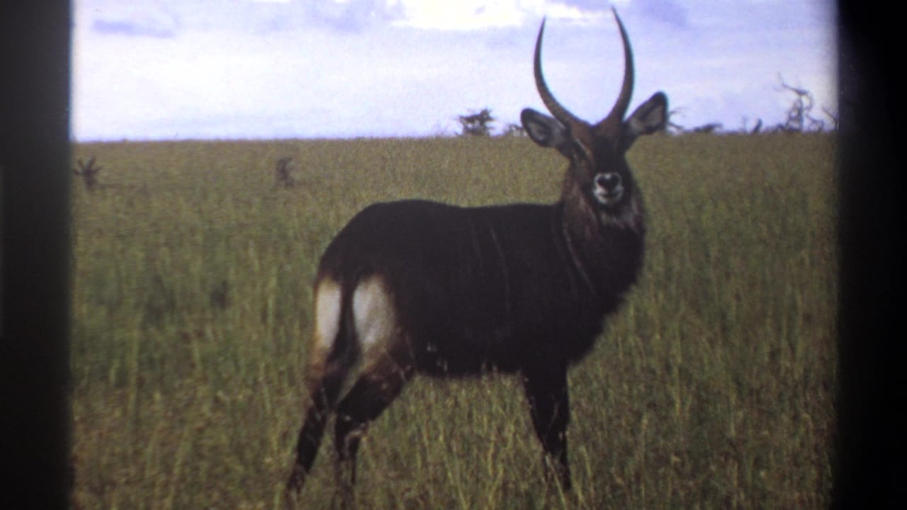 1969 Lagos, Nigeria 8mm frame showing one dark-coated waterbuck standing alert in tall savanna grass.