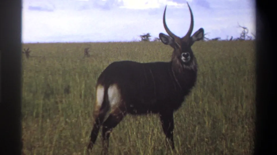 1969 Lagos, Nigeria 8mm frame showing one dark-coated waterbuck standing alert in tall savanna grass.