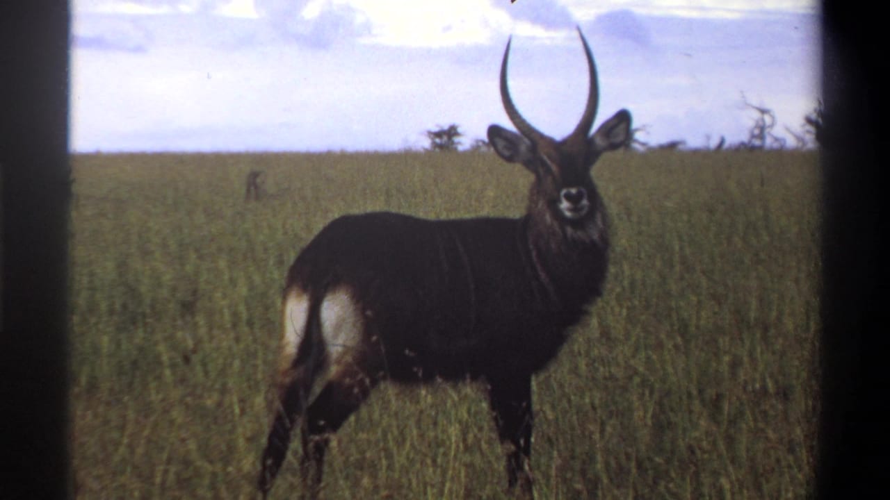 Horned waterbuck standing broadside in grass and looking toward the camera.