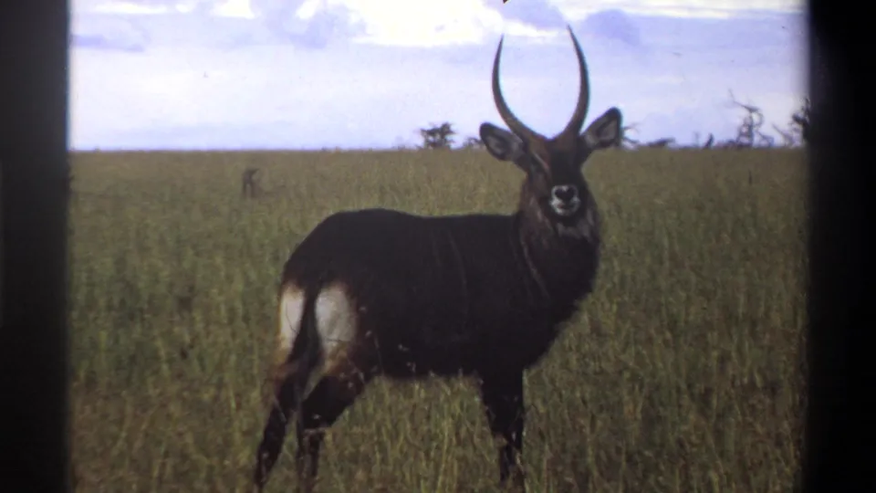 1969 Lagos, Nigeria 8mm frame with a horned waterbuck in tall grass, seen beside dark scan borders.