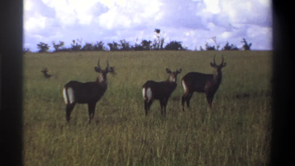 1969 Lagos, Nigeria 8mm frame showing three waterbucks grouped in open grassland beneath a cloudy sky.