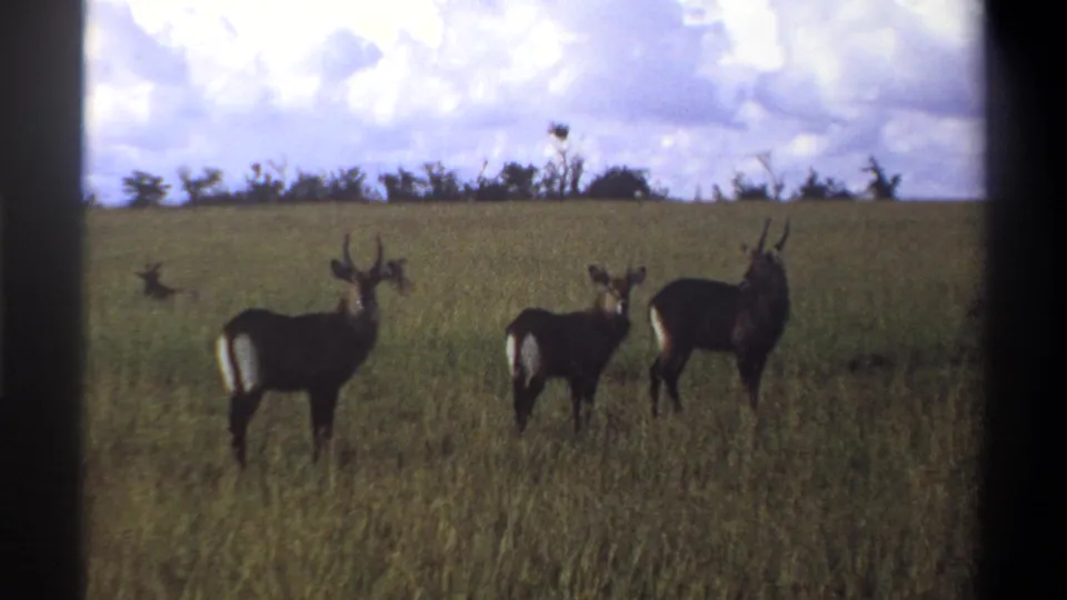 1969 Lagos, Nigeria 8mm frame showing a small group of waterbucks paused in grassland and facing the camera.