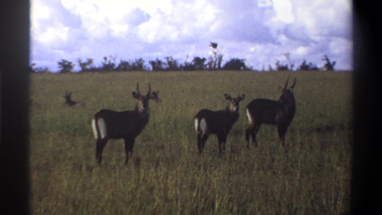 1969 Lagos, Nigeria 8mm frame showing three horned antelopes in grassland with a distant tree line and cloudy sky.
