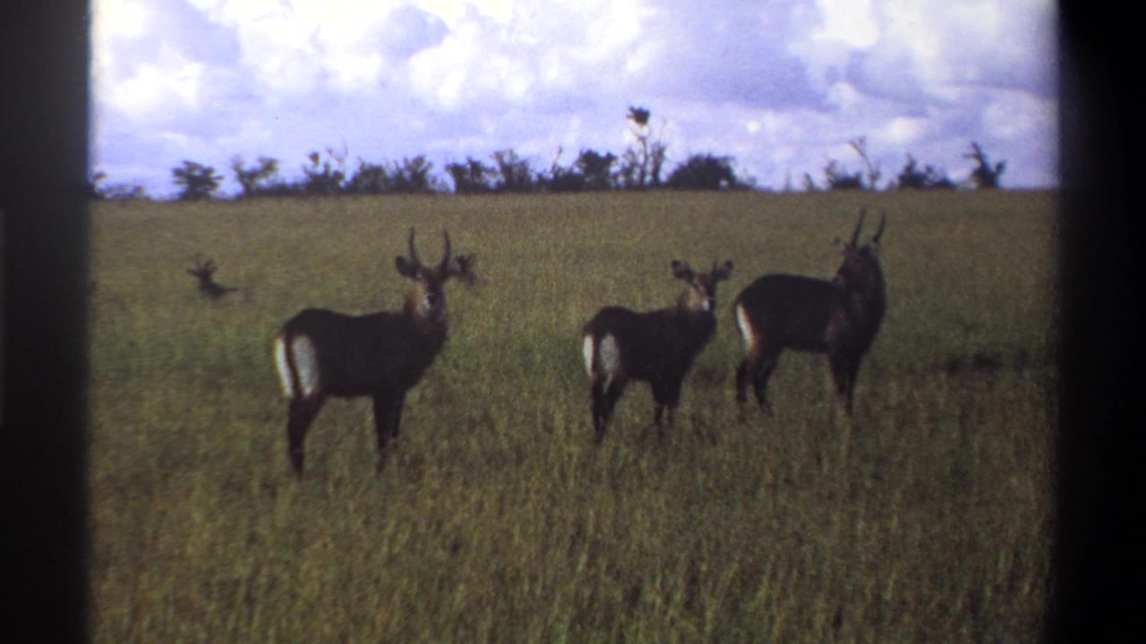 1969 Lagos, Nigeria home-movie frame of three antelopes standing alert in green grass under a bright cloudy sky.