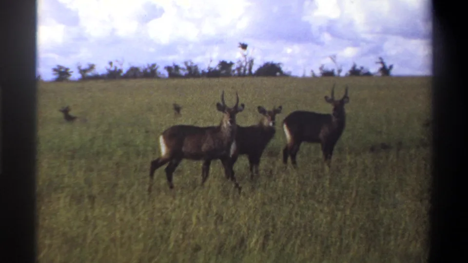 1969 Lagos, Nigeria home-movie frame showing three antelopes grouped in tall grass, framed by sky, horizon trees, and 8mm gate edges.