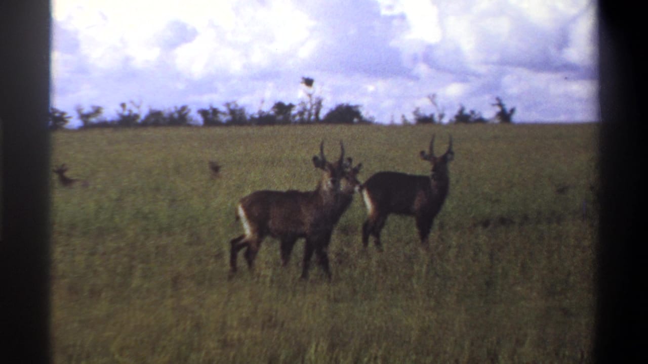 1969 Nigeria 8mm frame showing two waterbucks in tall savanna grass beneath a cloudy sky, seen through dark film borders.