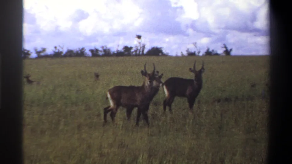 1969 Nigeria 8mm frame showing two waterbucks in tall savanna grass beneath a cloudy sky, seen through dark film borders.