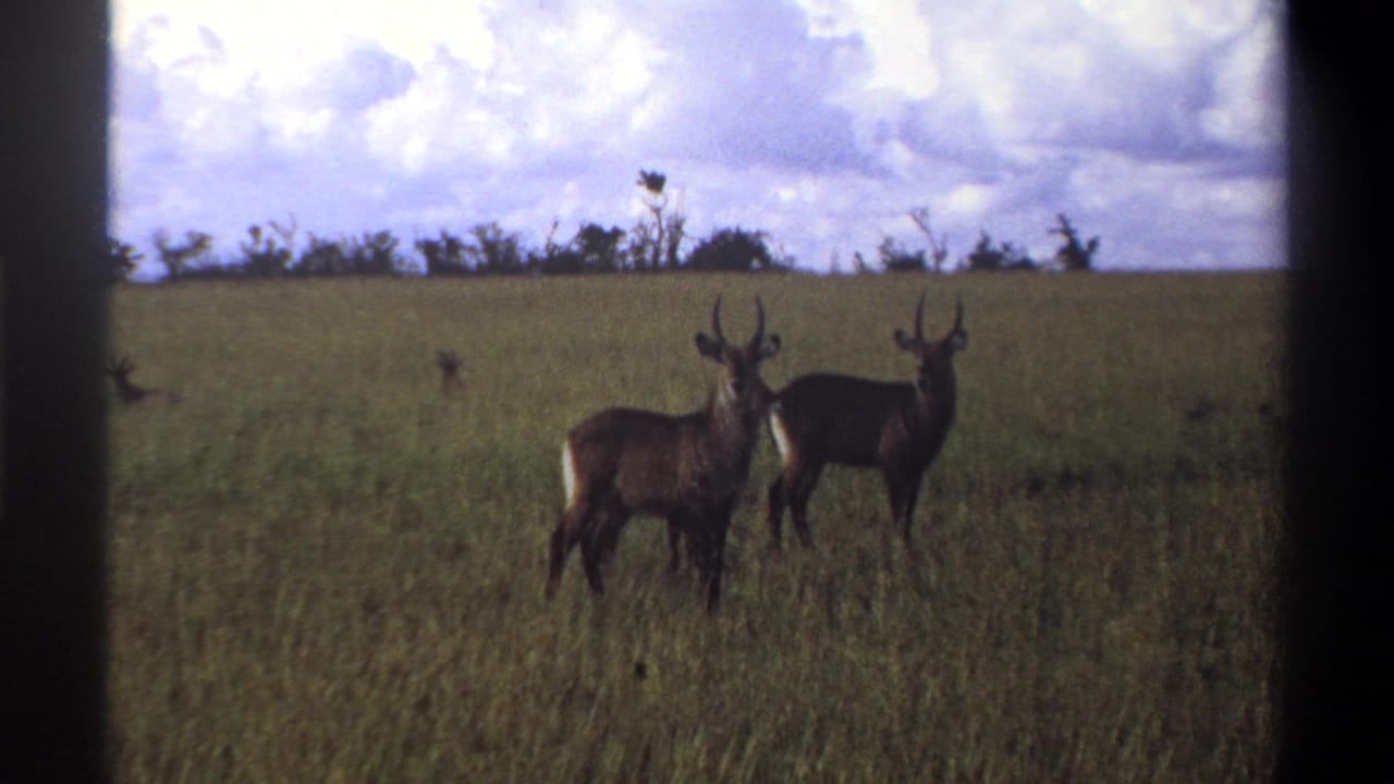 1969 Nigeria 8mm frame with two waterbucks standing watchfully in a savanna field, framed by visible film-gate borders.