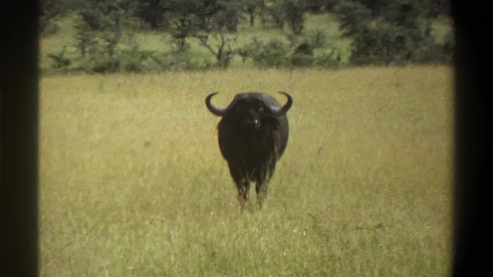 1969 Nigeria 8mm frame showing a lone buffalo facing the camera in tall grass, with shrubs behind and soft archival color.
