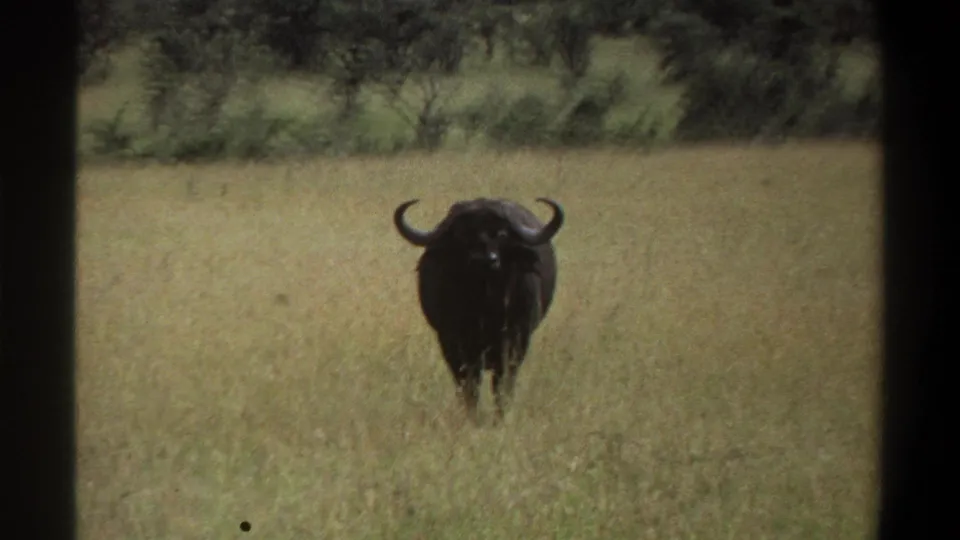 1969 Nigeria 8mm frame with a lone buffalo moving toward the camera through pale grass, backed by blurred shrubs.