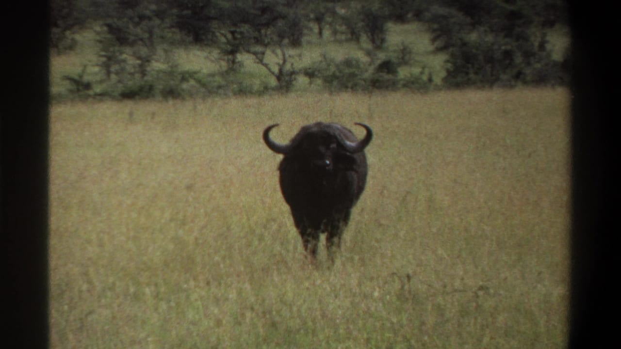 1969 Lagos, Nigeria 8mm frame showing a dark African buffalo facing the camera in tall grass with trees beyond.
