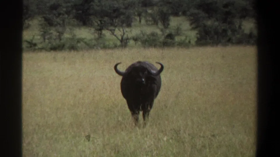 A dark buffalo with curved horns stands in tall yellow-green grass, seen in soft 8mm focus with background trees.