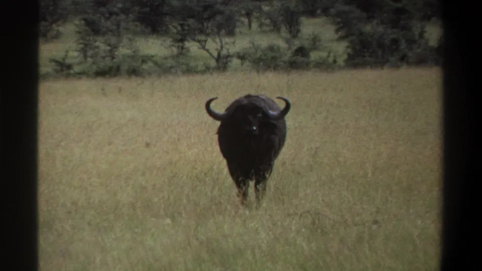 Supplied 1969 Lagos, Nigeria frame showing a front-facing buffalo in grassland, bordered by dark scanned 8mm frame edges.