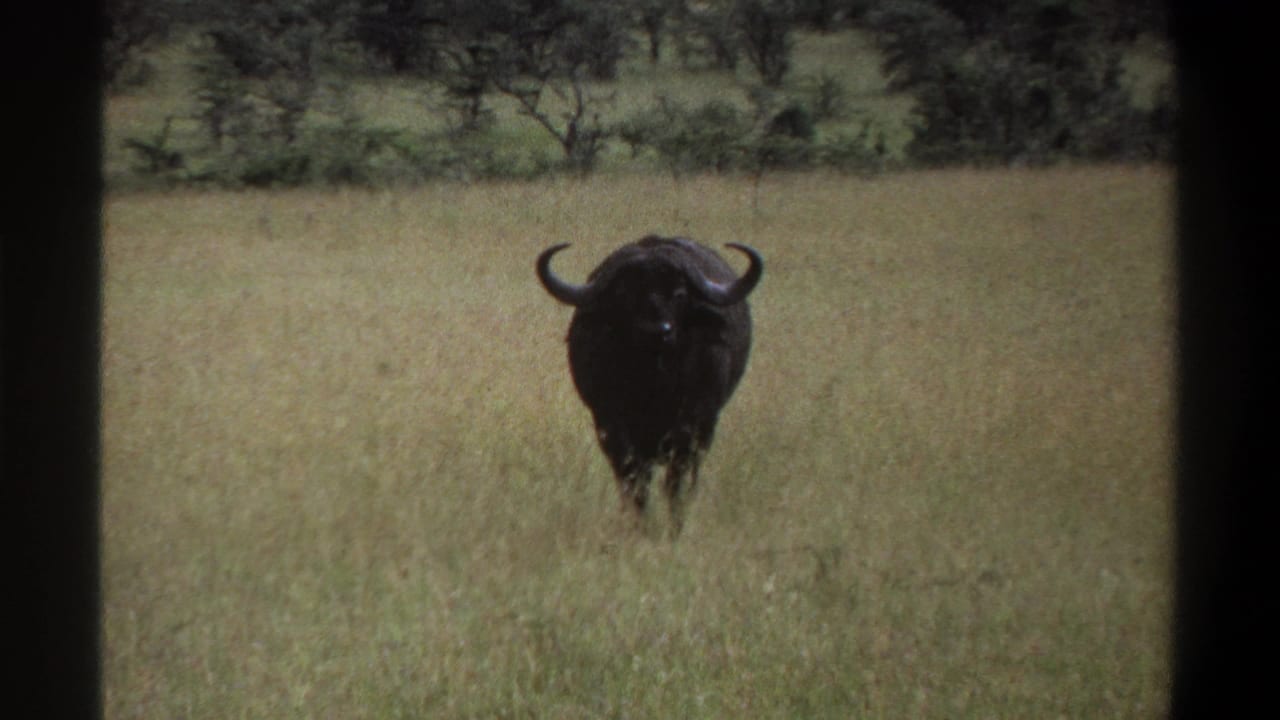 1969 Lagos, Nigeria home-movie frame showing a dark horned buffalo-like animal facing the camera in tall grass, with scrub and trees in the background.