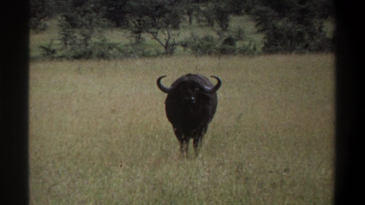 Dark horned animal standing alone in pale grass with a wooded background.