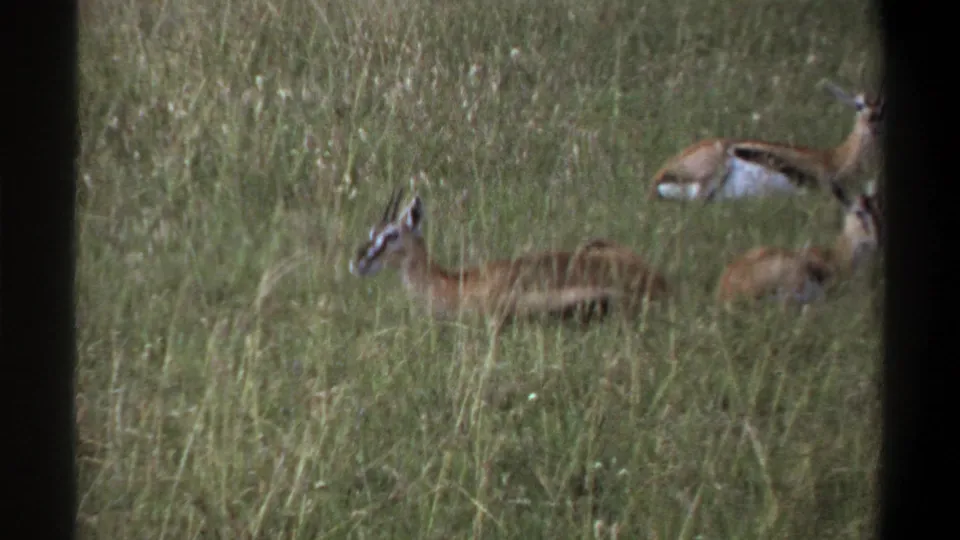 1969 Lagos, Nigeria home-movie frame showing antelope-like animals in tall grass, including one resting low and another partly visible at right.