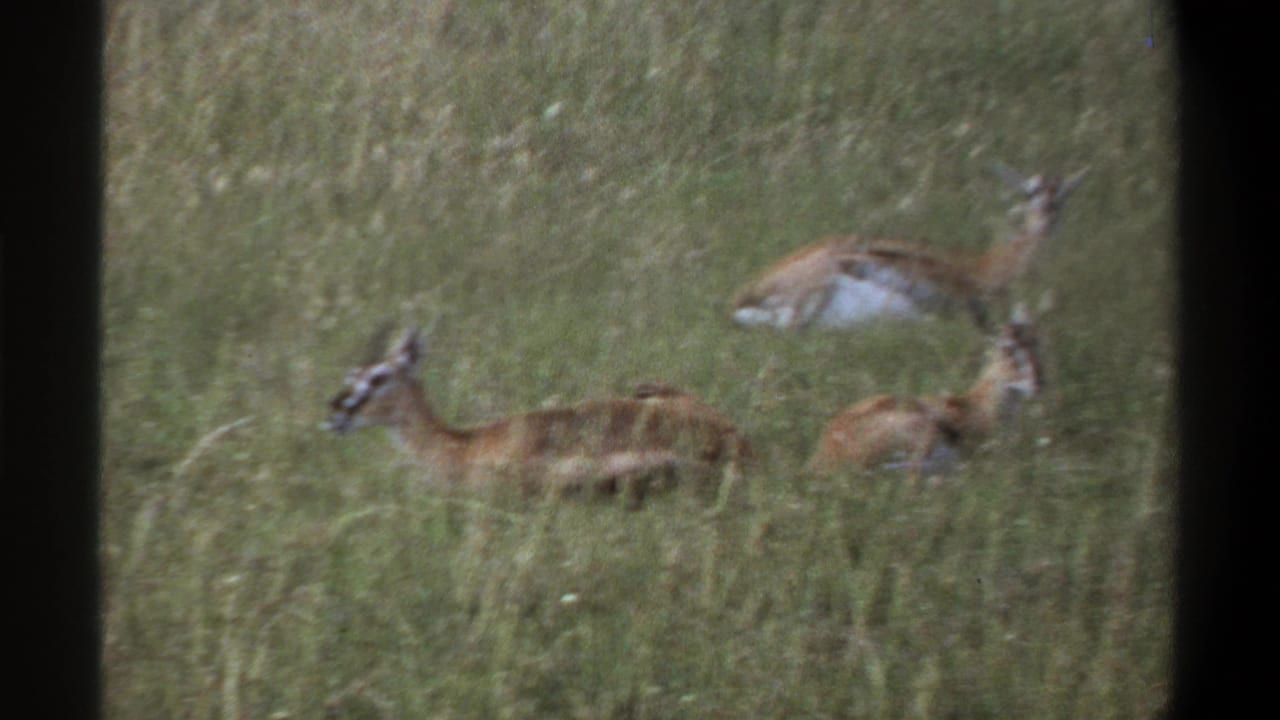 Several antelope stand and move through tall grass with dark film edges visible.