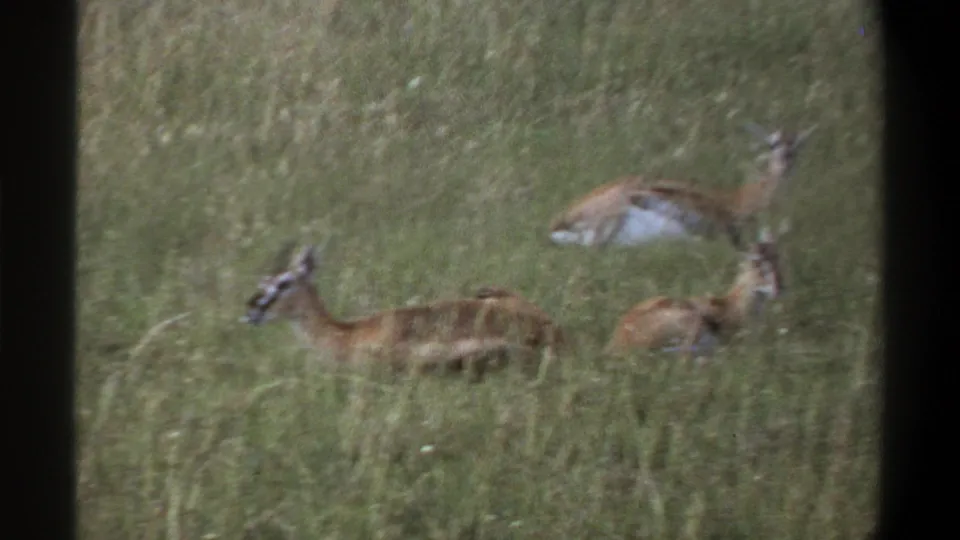 1969 Lagos, Nigeria 8mm frame showing multiple antelope in tall green grass, seen in soft focus with visible film borders.