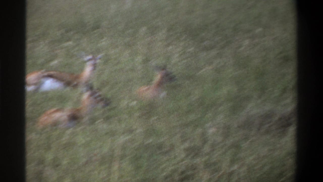 1969 Lagos, Nigeria frame with antelope partly obscured by tall grass and motion blur in a vintage 8mm wildlife shot.