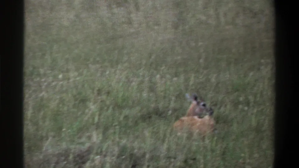 1969 Lagos, Nigeria 8mm frame showing a resting antelope partly concealed in tall savanna grass.