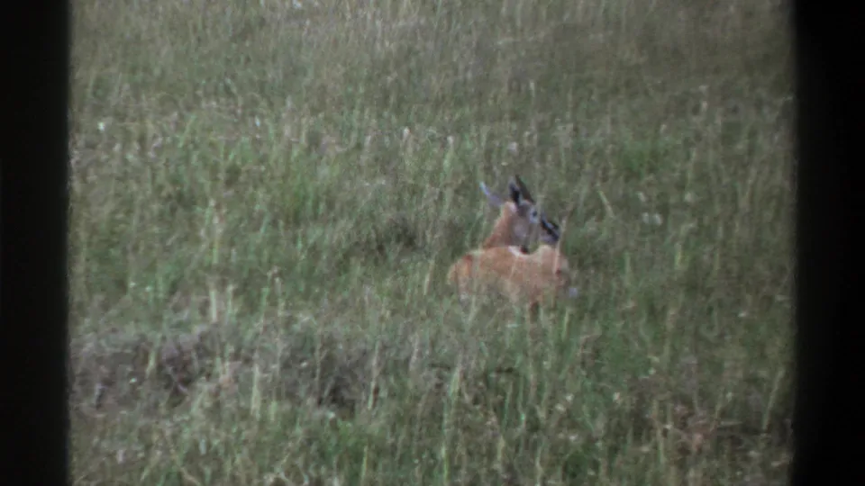 1969 Lagos, Nigeria frame of a resting antelope in tall green grass, with grain and soft focus from home-movie film.