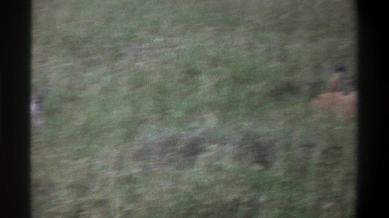 1969 Lagos home-movie frame showing partially blurred gazelles or similar antelope resting in tall green grass.