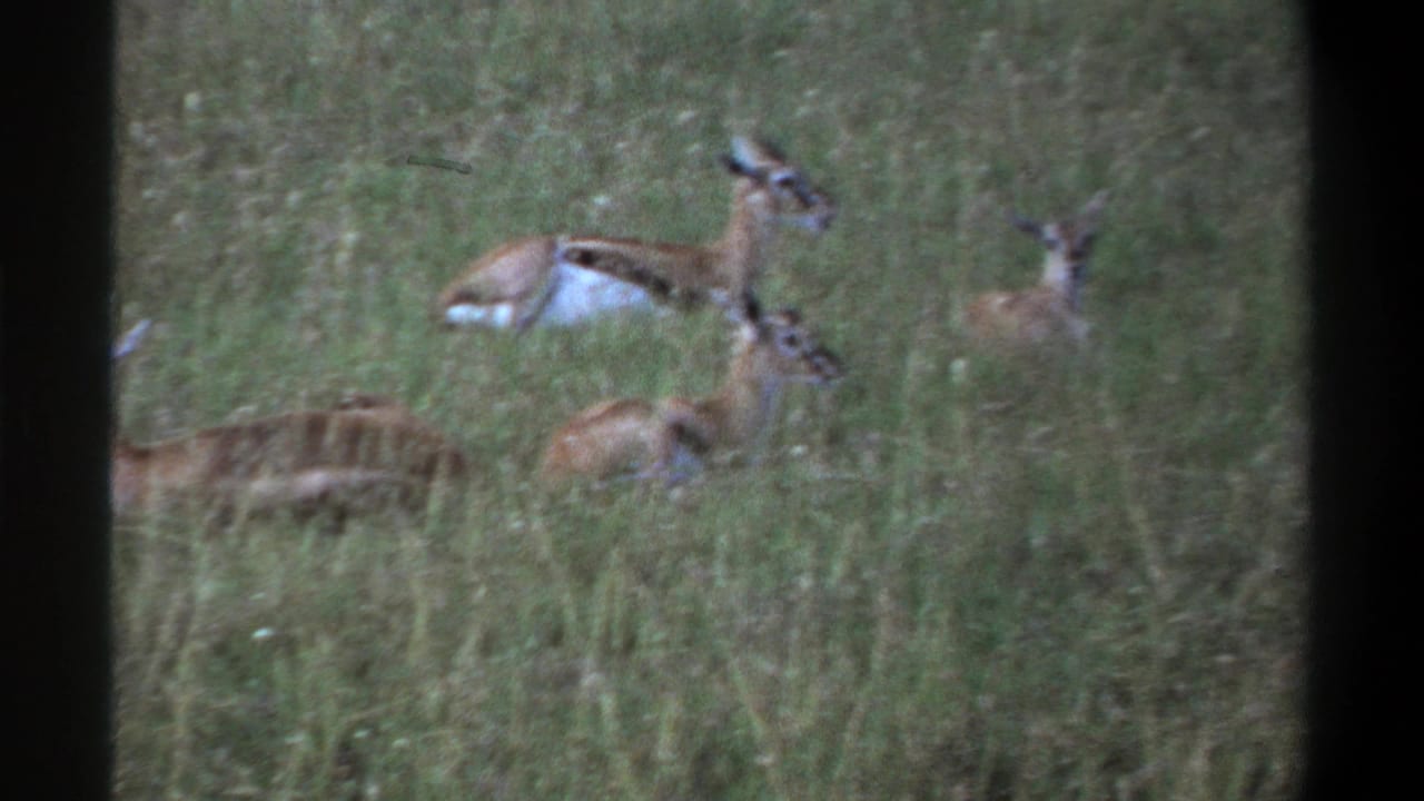 1969 Lagos frame with a small group of gazelles or similar antelope lying low in tall grass, seen through 8mm grain.