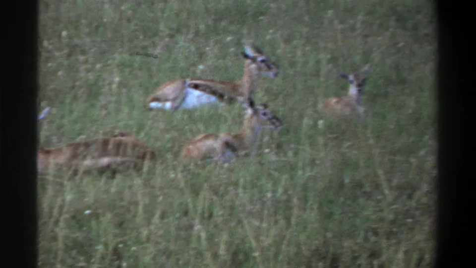1969 Lagos frame with a small group of gazelles or similar antelope lying low in tall grass, seen through 8mm grain.