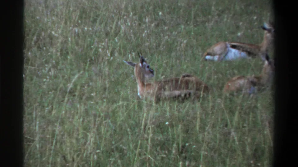 1969 Lagos 8mm frame showing gazelles or similar antelope, one upright and others lying in tall grass.