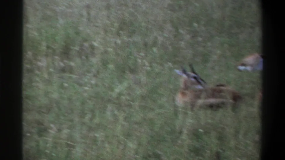 1969 Lagos home-movie frame with a blurred gazelle or similar antelope resting in tall grass near the right edge.