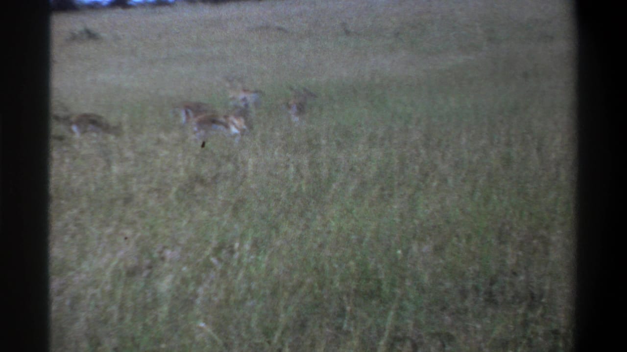 Distant antelope-like animals appear in tall grass in the 1969 Lagos-labeled 8mm footage, with a low tree line beyond them.