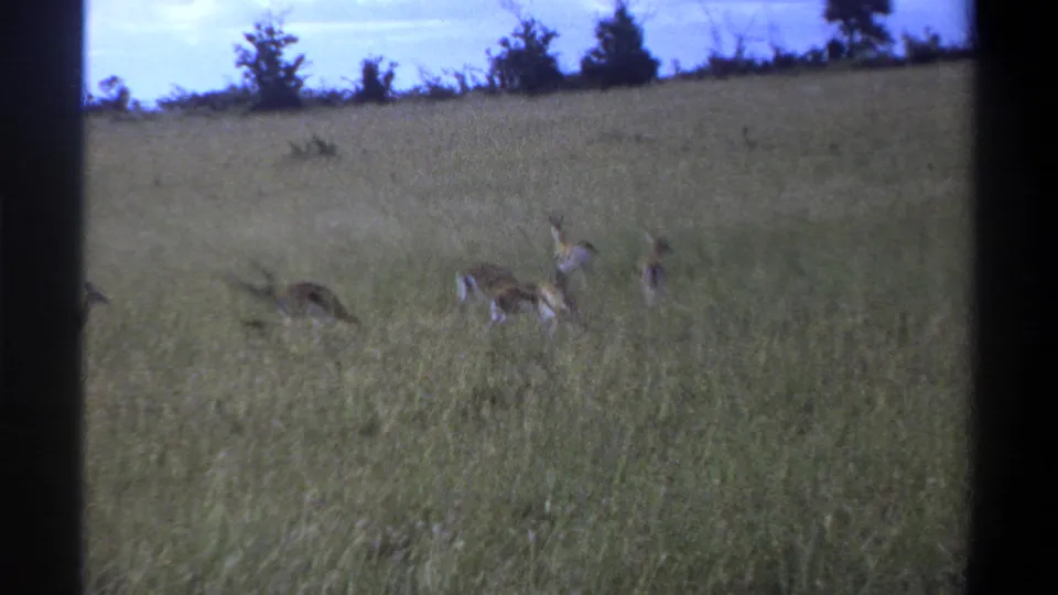 A small group of antelope-like animals moves through tall grass in vintage 8mm footage identified as Lagos, Nigeria, 1969.